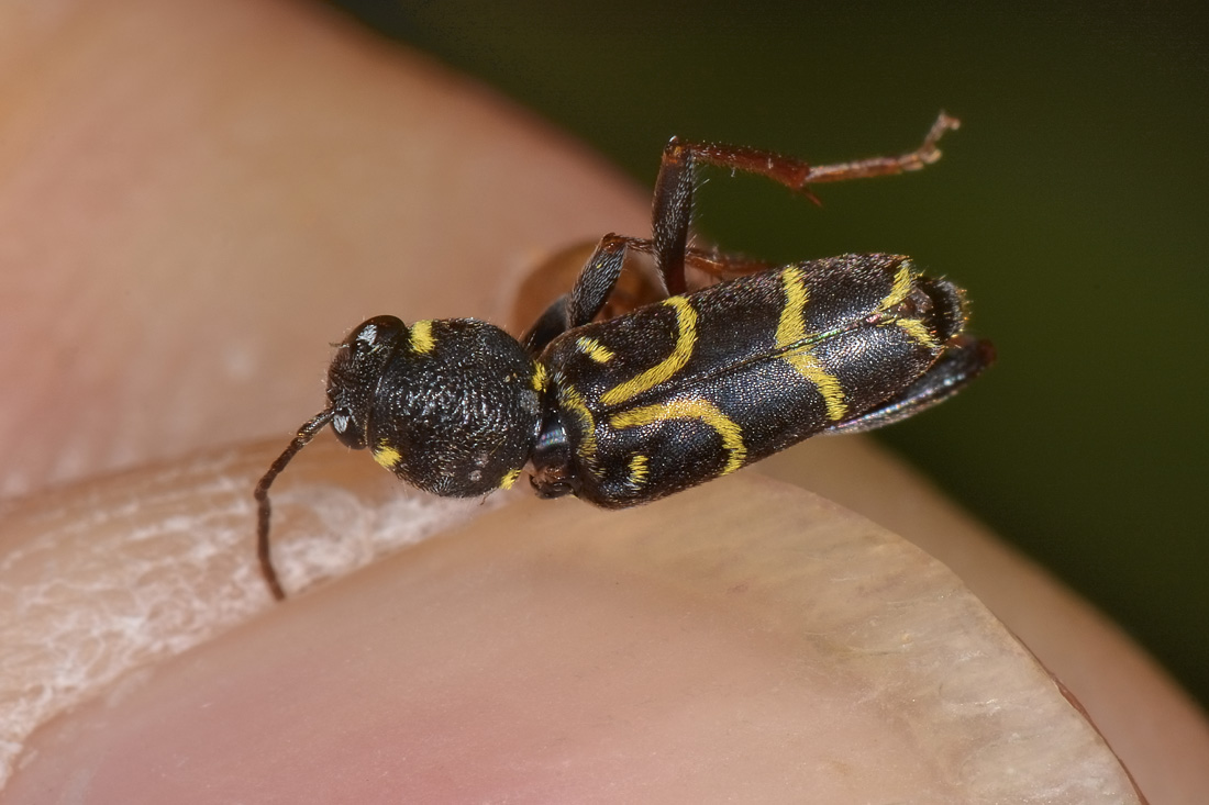 Cerambycidae: Xylotrechus antilope?  S !